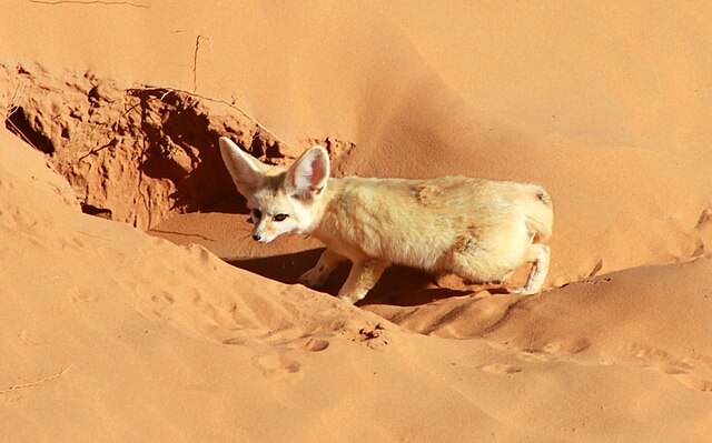 Rubah Fennec, pemangsa gurun kecil, juga memiliki adaptasi yang luar biasa untuk hidup di lingkungan kering. | Gambar oleh Merzougaloisirs CC BY-SA 4.0