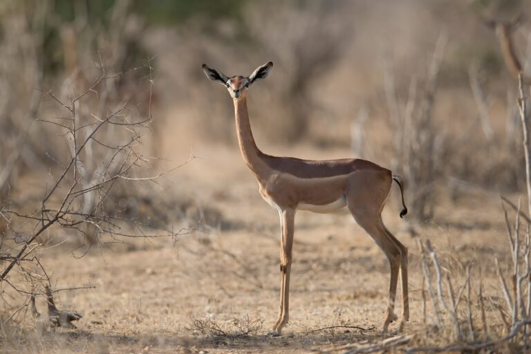 Gerenuk juga dikenal sangat selektif dalam memilih makanannya. Mereka tidak sembarangan memakan dedaunan | Gambar dari https://www.goodfon.com/ CC BY-NC 4.0