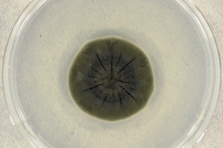 Koloni jamur hitam Cladosporium sphaerospermum | CC BY-SA 4.0