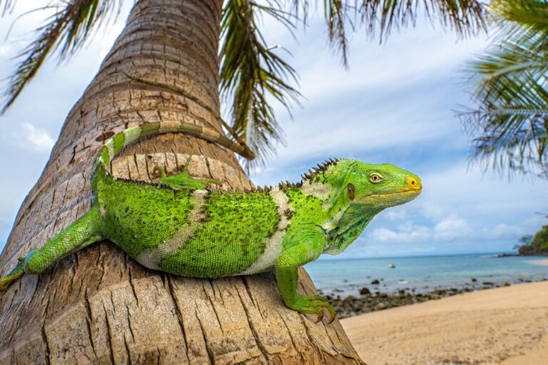 Seekor iguana bercula Fiji sedang beristirahat di atas pohon kelapa di pulau Fiji di Pasifik Selatan. Empat spesies iguana yang kini menghuni Fiji dan Tonga berasal dari nenek moyang yang menjajah pulau ini dalam 34 juta tahun terakhir, kemungkinan dengan mengarungi 8.000 melintasi Samudra Pasifik dari barat Amerika Utara. | foto oleh Nicholas Hess