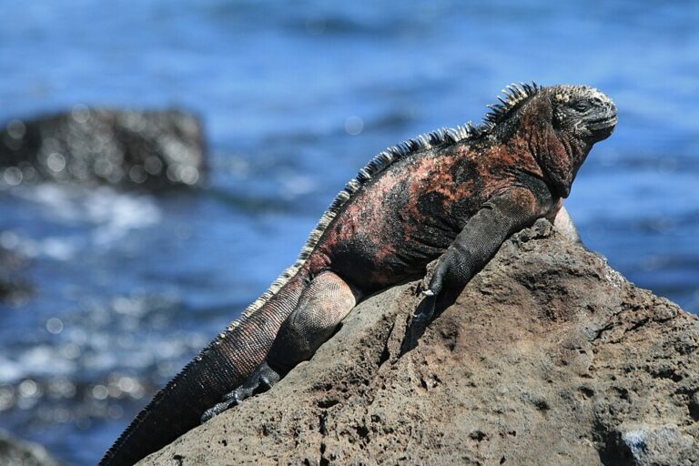 Amblyrhynchus cristatus, atau iguana laut, yang endemik di Kepulauan Galápagos| foto oleh RAF-YYC from Calgary, Canada