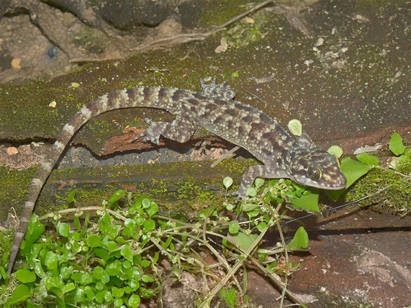 Kanizak va Sulton porno Mushuk barmoqlar bilan tarqaladi