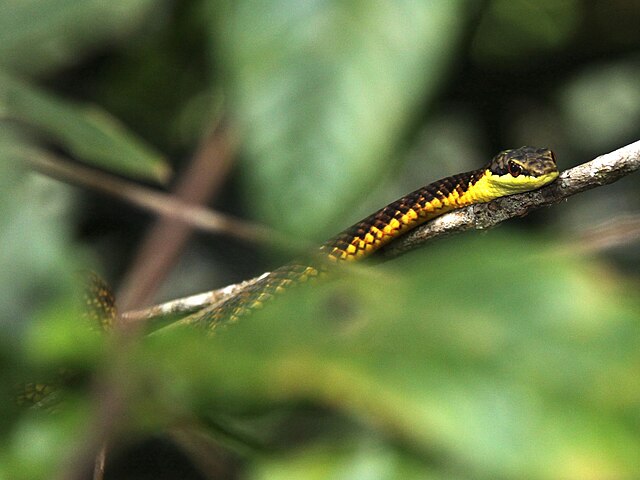 Chrysopelea rhodopleuron (Ular Terbang Maluku) endemik Indonesia, ditemukan di Pulau Ambon dan Sulawesi | By Guido Bohne - https://www.inaturalist.org/photos/61823126, CC BY-SA 4.0, https://commons.wikimedia.org/w/index.php?curid=148389850