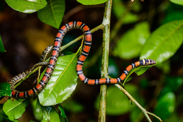 Chrysopelea pelias, atau Ular Terbang MerahUlar ini dikenal dengan pola garis-garis ganda yang khas di sepanjang tubuhnya. | Foto oleh Rushen Chrysopelea pelias - Kaeng Krachan National Park 