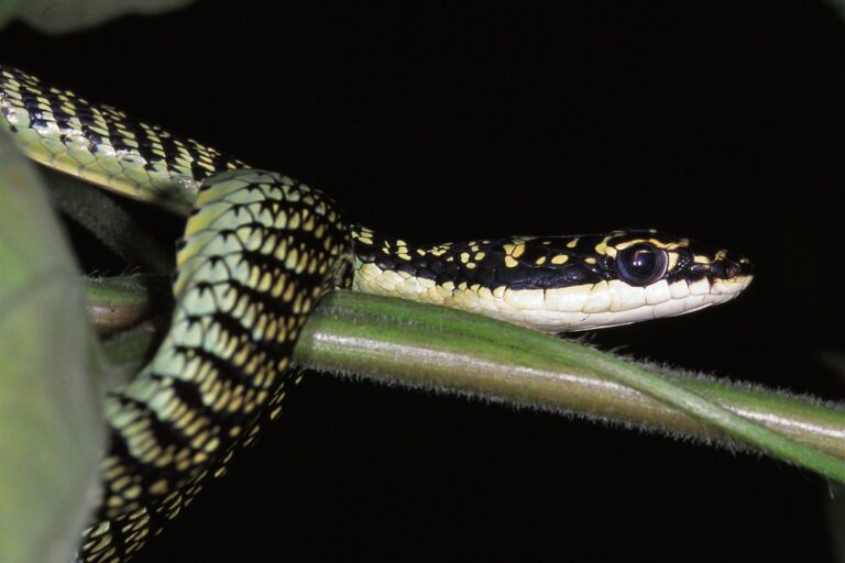 Chrysopelea ornata (Ular Terbang Emas): Spesies terbesar, mencapai panjang hingga 1,4 meter. |Foto oleh Bernard Dupont Nam Nao NP THAILAND