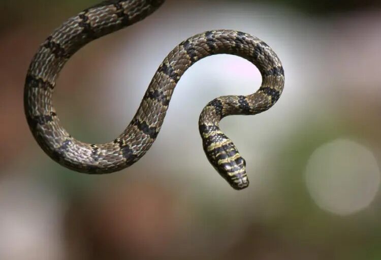 hrysopelea taprobanica, atau Ular Terbang Sri Lanka Ular ini terdistribusi di hutan tropis, perkebunan, dan area semi-perkotaan di India Selatan dan Sri Lanka. | Gambar Gihan Jayaweera CC BY-SA 3.0