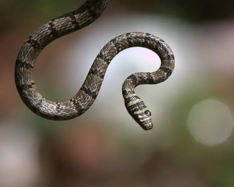 Jinsiy oqituvchi video