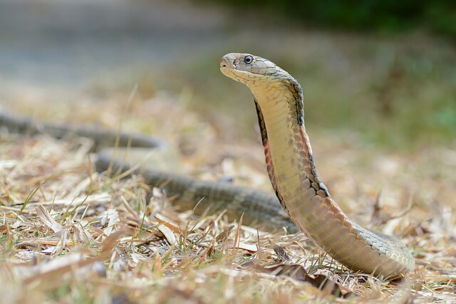 King Cobra betina di Kaeng Krachan National Park di Thailand | Thai National Parks