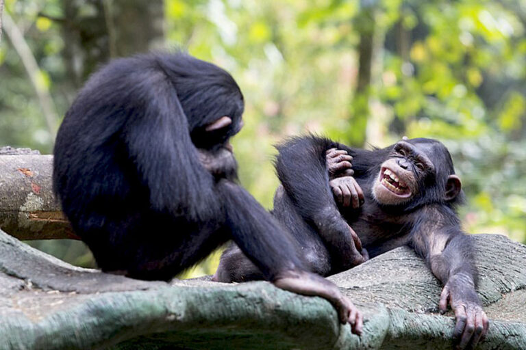Simpanse yang saling berinteraksi | Gambar oleh Herusutimbul melalui Wikimedia Commons ( CC BY-SA 4.0 ).