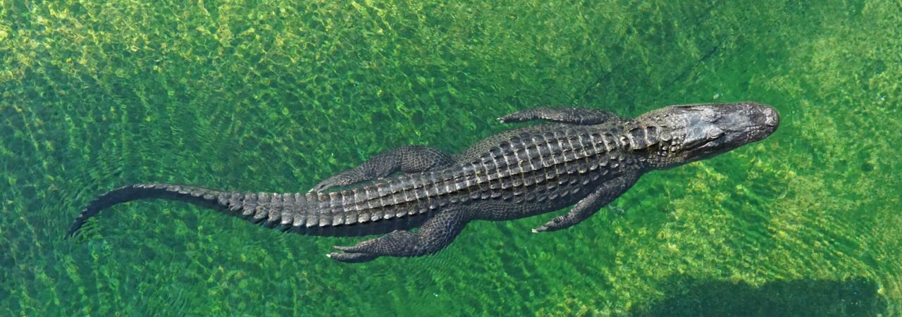 Buaya hari ini sering disebut sebagai fosil hidup, sebuah gelar yang sepenuhnya layak. Sejak lebih dari 200 juta tahun lalu, morfologi dasar mereka nyaris tidak berubah | Unsplash