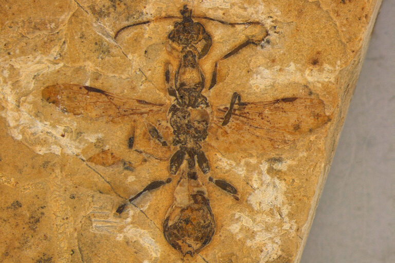 Fosil semut neraka yang ditemukan di batu kapur di wilayah timur laut Brasil ini memberikan petunjuk tentang bagaimana semut berasal dan berevolusi, khususnya di Amerika Selatan. —Oleh Anderson Lepeco