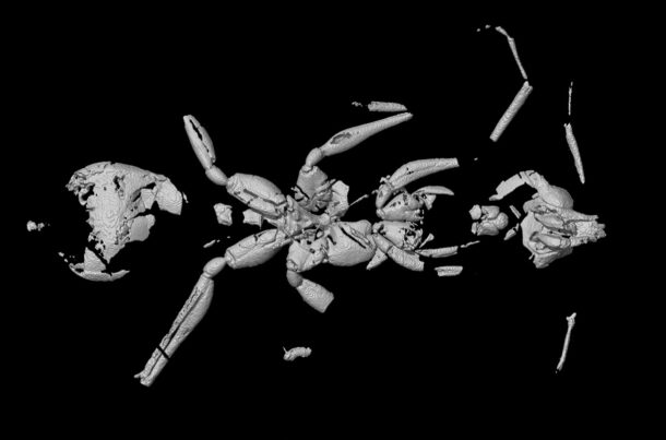 Tomografi mikro-terkomputasi dari spesies semut neraka yang baru ditemukan mengungkapkan rahang mirip sabitnya, yang terlihat di sisi kiri. Oleh Odair M. Meira