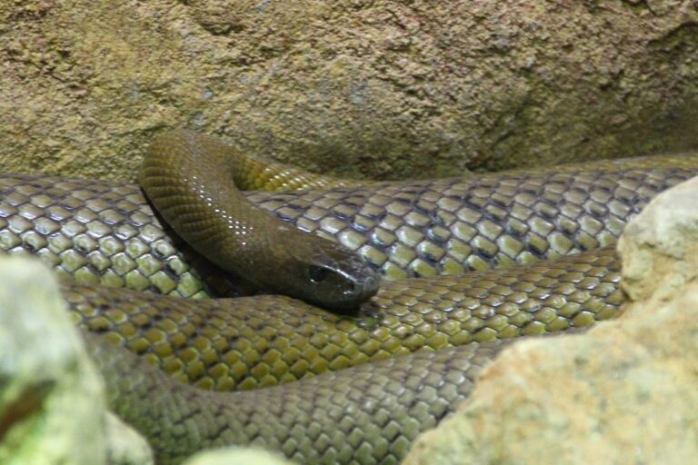 Australia terkenal sebagai rumah bagi beberapa hewan paling berbisa di dunia—dan Taipan Pedalaman (Oxyuranus microlepidotus) sering disebut memiliki bisa ular darat paling toksik di dunia | Photo oleh Bjoertvedt CC BY-SA 3.0