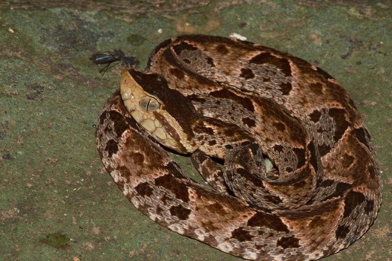 Dikenal luas sebagai ular yang paling banyak menyebabkan gigitan serius di Amerika Tengah dan Selatan, Fer-de-Lance atau Terciopelo (Bothrops asper) adalah spesies yang sangat mudah tersinggung dan dapat menjadi agresif. | Photo oleh Brian Gratwicke - https://www.flickr.com/photos/briangratwicke/6274612425/ CC BY 2.0 