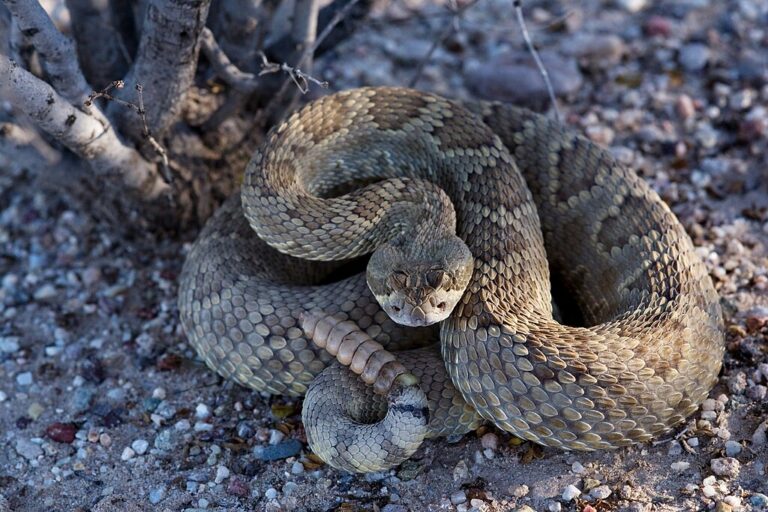 Ular Derik Mojave (Crotalus scutulatus) | Photo oleh Patrick Alexander - https://www.inaturalist.org/photos/12539287
