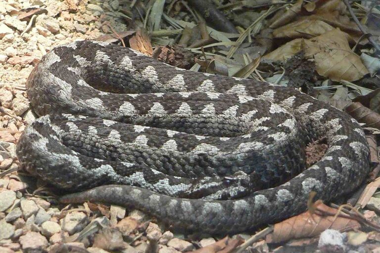 Viper Bertanduk (Vipera ammodytes), paling berbahaya di Eropa | Photo oleh BS Thurner Hof Wikimedia CC BY-SA 3.0