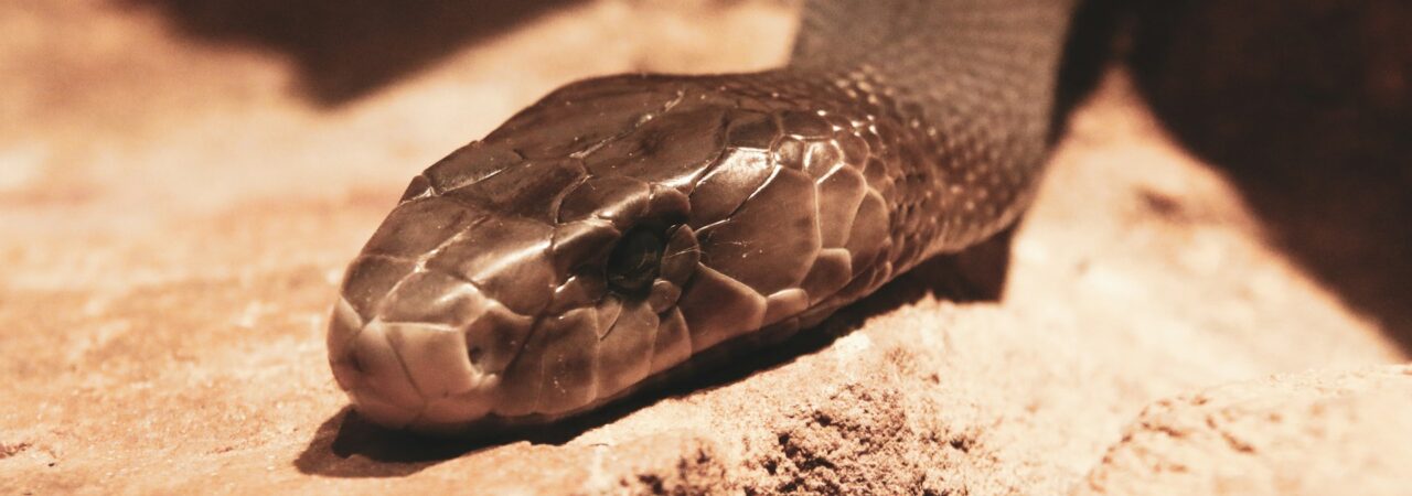 Ular black mamba, paling berbahaya di Afrika | Photo oleh Glen Carrie on Unsplash