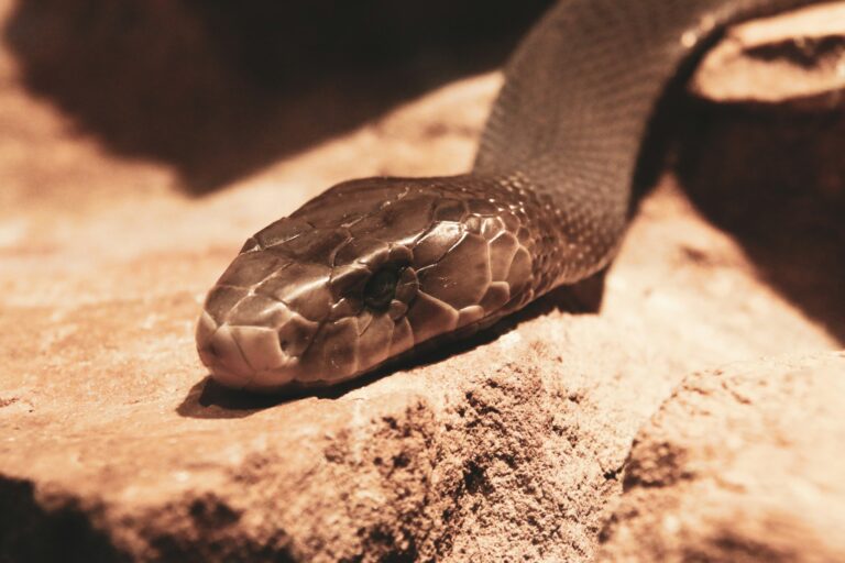 Ular black mamba, paling berbahaya di Afrika | Photo oleh Glen Carrie on Unsplash