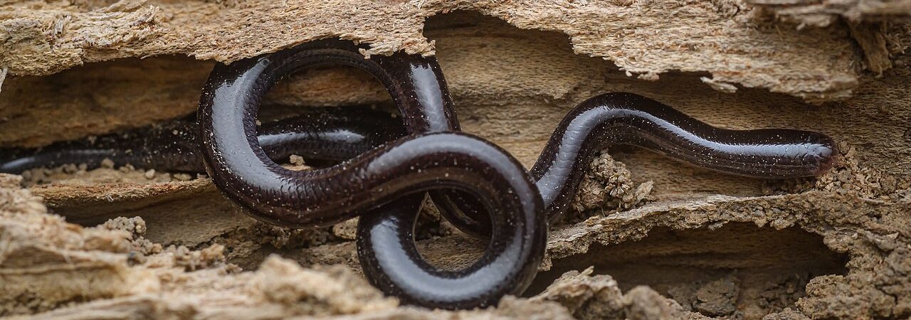 Indotyphlops braminus, Atau sering disebut ular kawat, di - Kaeng Krachan District, Phetchaburi Kaeng Krachan District, Phetchaburi, Thailand | oleh www.thainationalparks.com