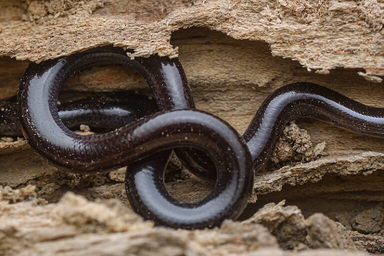 Indotyphlops braminus, Atau sering disebut ular kawat, di - Kaeng Krachan District, Phetchaburi Kaeng Krachan District, Phetchaburi, Thailand | oleh www.thainationalparks.com