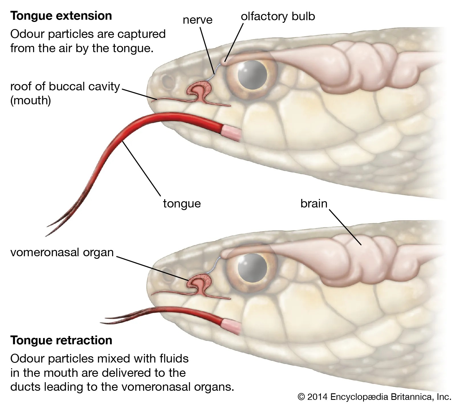 Organ Jacobson, atau organ vomeronasal, yang terletak di langit-langit mulut, memainkan peran penting dalam mendeteksi bau dan feromon. | https://www.britannica.com/