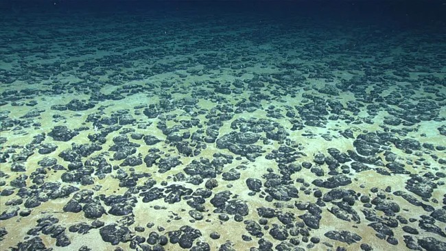 Nodul polimetik yang disebut-sebut adalah gumpalan berukuran kentang yang terdiri dari oksida besi dan mangan yang juga mengandung logam mulia seperti kobalt dan unsur-unsur langka. | Gambar oleh : NOAA Office of Ocean Exploration and Research, 2019 Southeastern U.S. Deep-sea Exploration