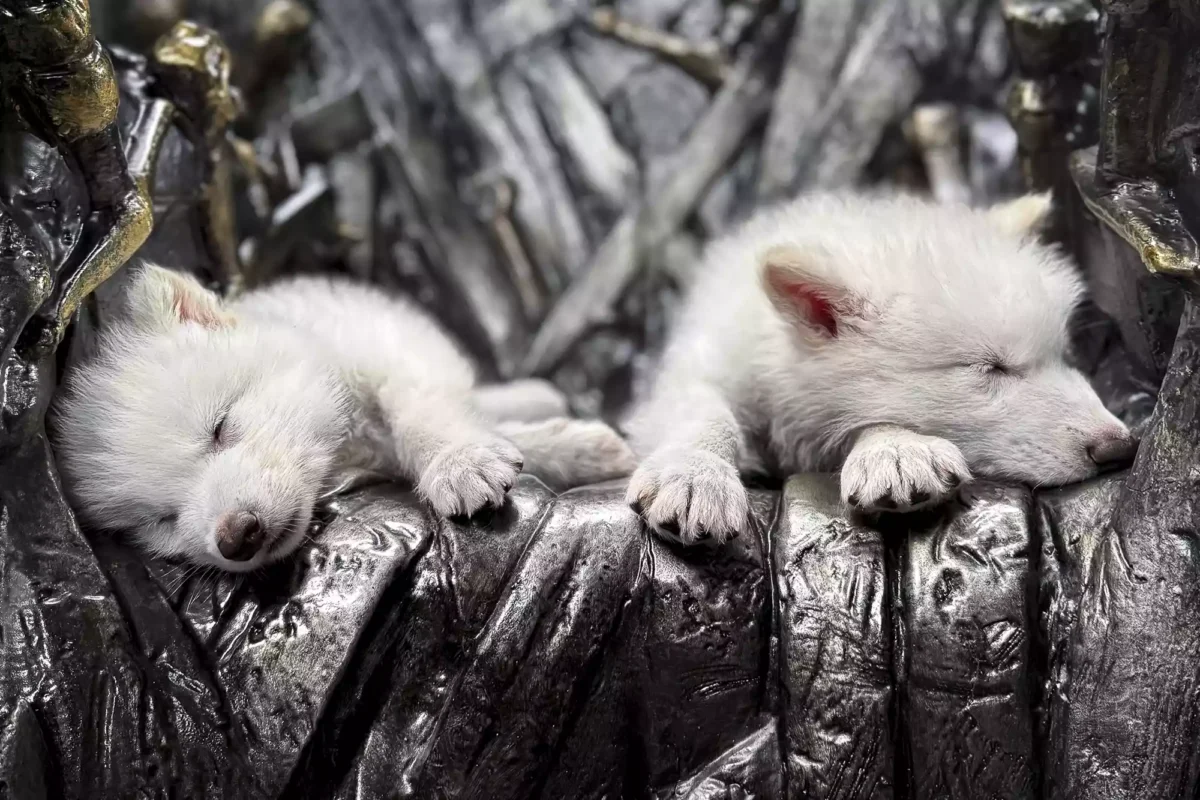 Direwolves yang Dihidupkan Kembali diciptakan oleh Colossal Biosciences. Foto oleh Colossal Biosciences