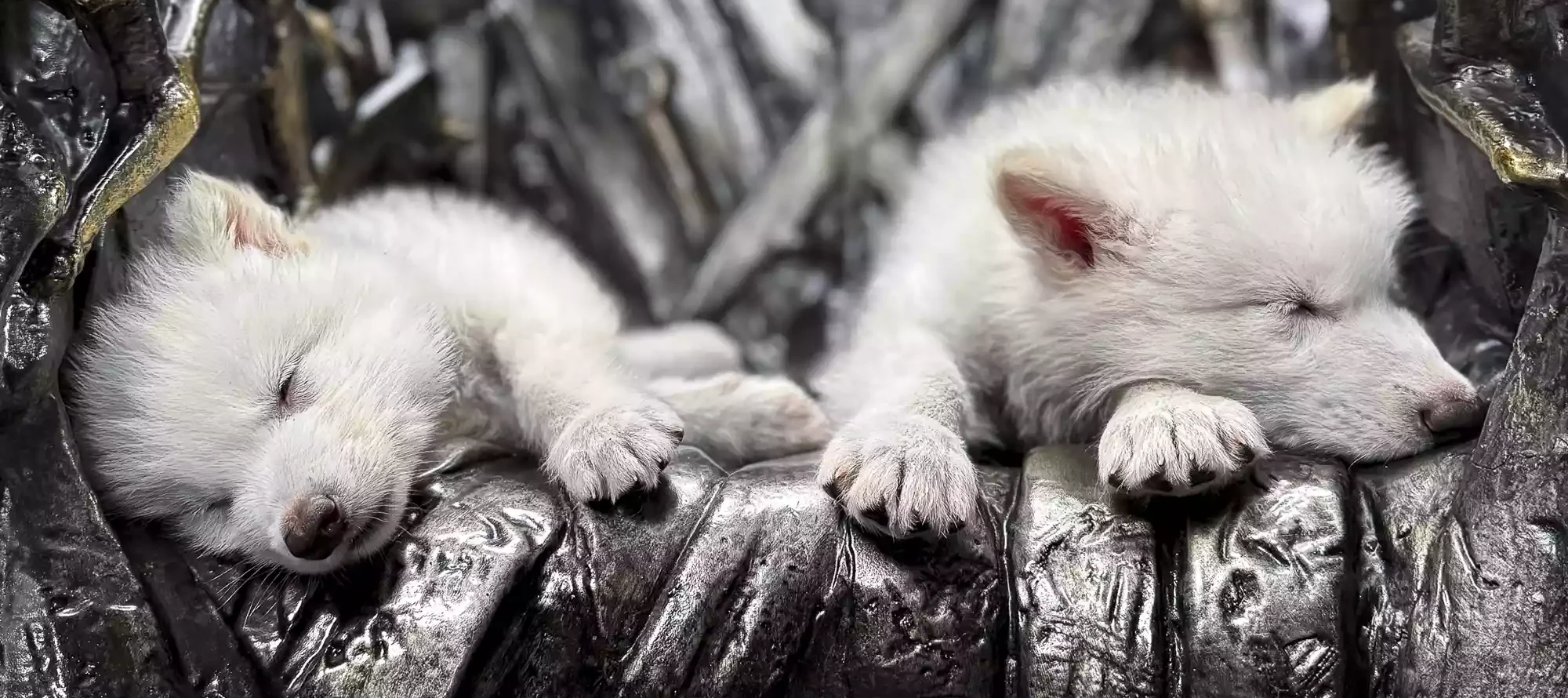 Direwolves yang Dihidupkan Kembali diciptakan oleh Colossal Biosciences. Foto oleh Colossal Biosciences