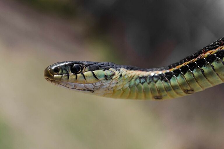 Ular ogizda ham, eshakda ham sikishadi Ular ogizda ham, eshakda ham sikishadi