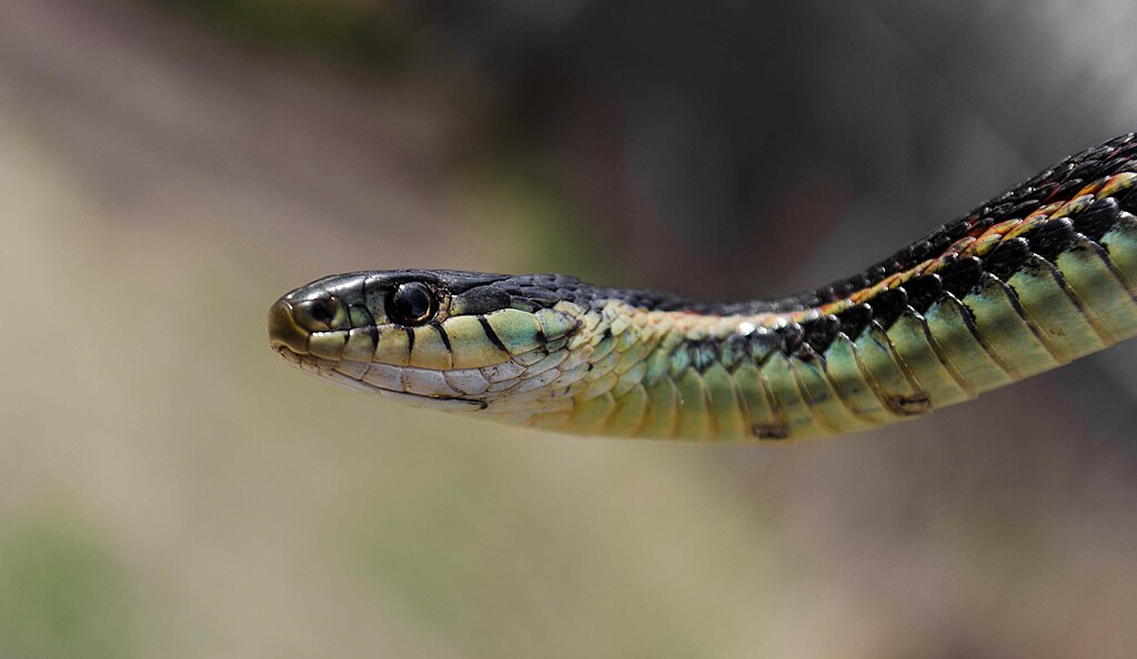 Ular galter sisi merah (Thamnophis sirtalis parietalis) in Manitoba, Canada | Ethan Sahagun CC BY-SA 4.0