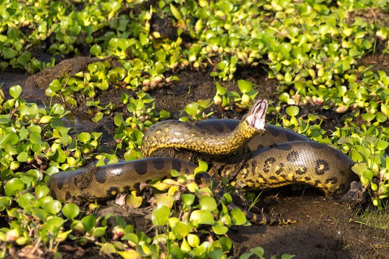 Anaconda hijau utara: Gambar oleh Fernando Flores - Own work, CC BY-SA 3.0, https://commons.wikimedia.org/w/index.php?curid=33121956