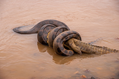 Anacona hijau (Eunectes murinus) sedang berusaha memangsa buaya | foto oleh danielblanco521 CC BY-NC 4.0