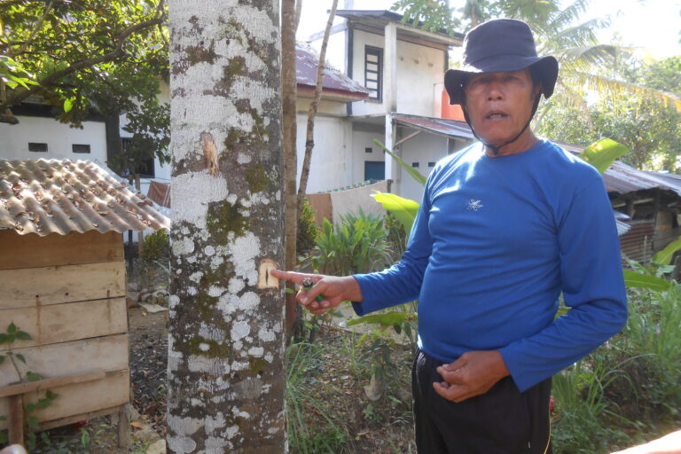 Mak Birin, menunjukkan titik pohon yang telah disuntik dengan cairan inokulan. Tampak menghitam. Foto: Suryadi/Mongabay Indonesia.