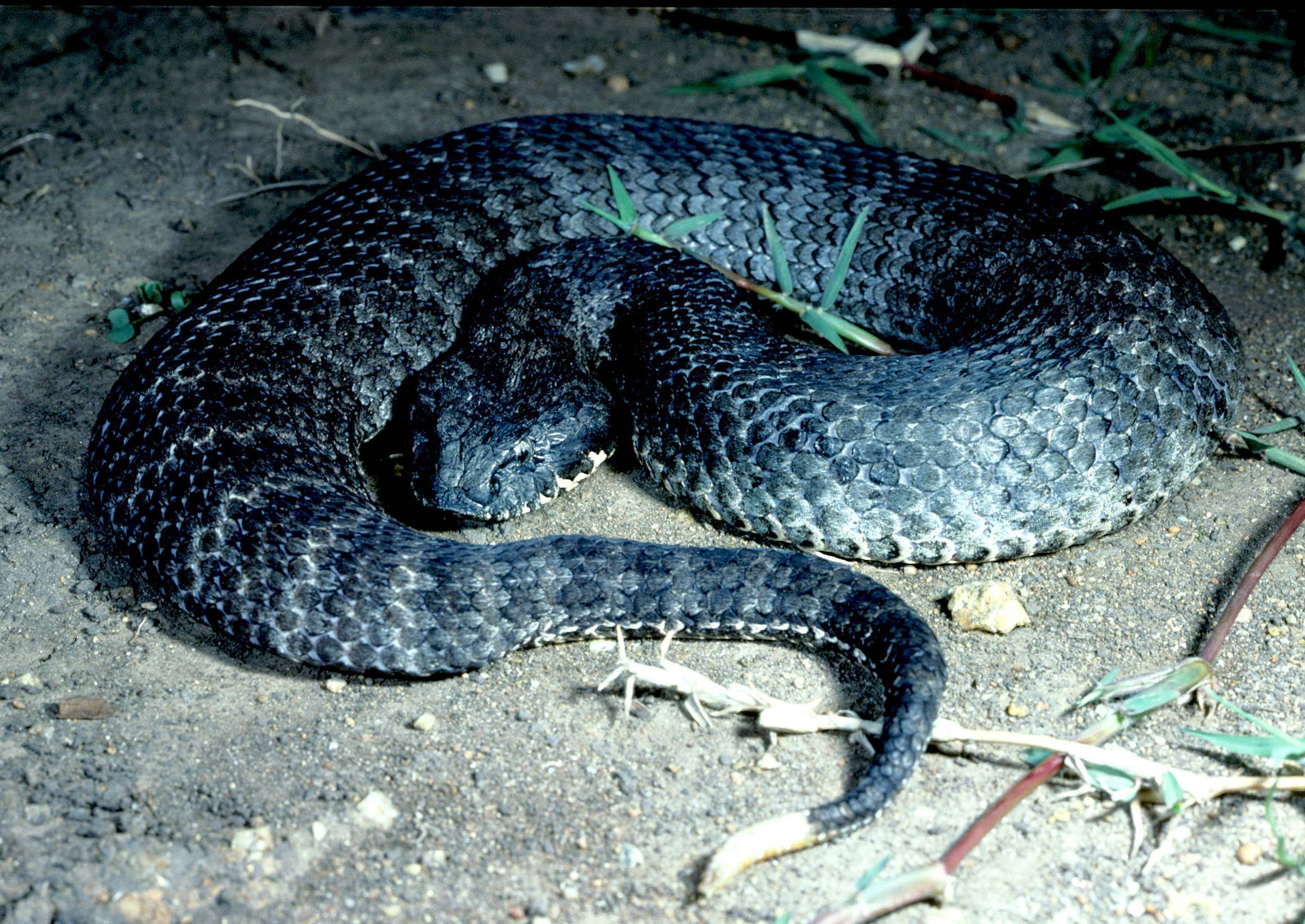 Katta kokrakli gozal lezbiyenler