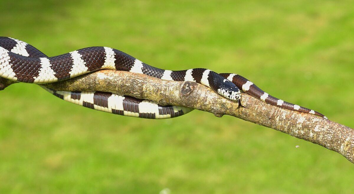 Kingsnake (Lampropeltis getula), meskipun tidak berbisa, adalah predator ular yang sangat efektif di Amerika Utara | Foto oleh Sipa pixabay.com