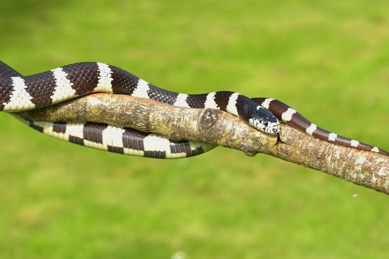 Kingsnake (Lampropeltis getula), meskipun tidak berbisa, adalah predator ular yang sangat efektif di Amerika Utara | Foto oleh Sipa pixabay.com