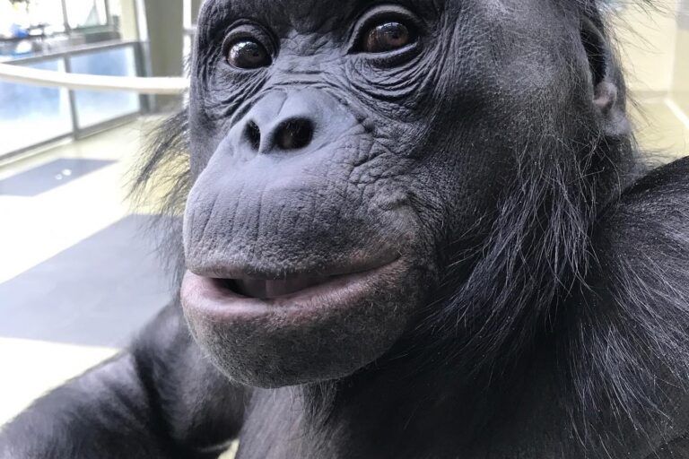 Kematian Kanzi tidak hanya mengakhiri perjalanan hidup satu individu, tetapi juga menandai berakhirnya sebuah era dalam studi bahasa primata | Ape Innitiative