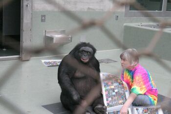 Kanzi, seekor bonobo jantan yang dibesarkan dengan pendekatan bahasa, berkomunikasi dengan Sue Savage-Rumbaugh pada tahun 2006 menggunakan "keyboard" portabel berisi simbol-simbol arbitrer yang diasosiasikannya dengan kata-kata | Oleh William H. Calvin, PhD CC BY-SA 4.0