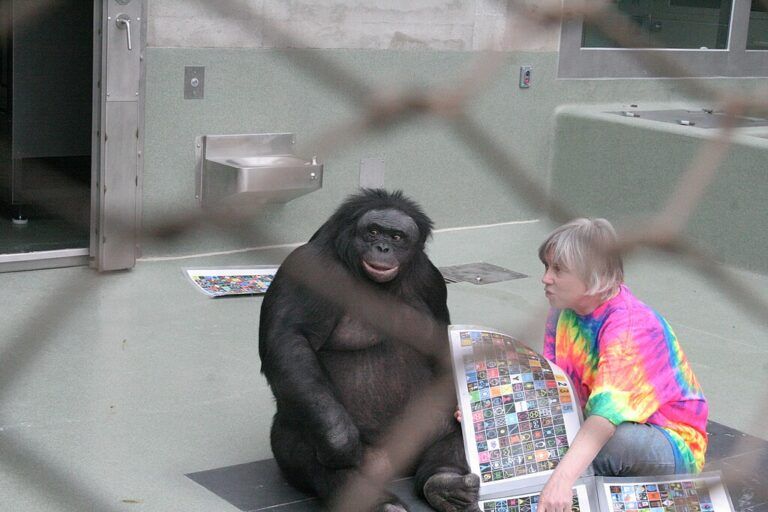 Kanzi, seekor bonobo jantan yang dibesarkan dengan pendekatan bahasa, berkomunikasi dengan Sue Savage-Rumbaugh pada tahun 2006 menggunakan "keyboard" portabel berisi simbol-simbol arbitrer yang diasosiasikannya dengan kata-kata | Oleh William H. Calvin, PhD CC BY-SA 4.0