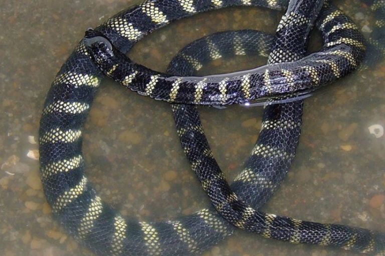 Hydrophis semperi adalah satu-satunya ular laut sejati yang berhasil beradaptasi penuh di danau air tawar | Foto oleh Oceana Filipinas