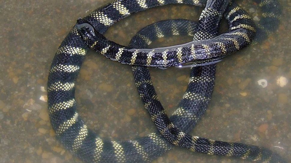 Hydrophis semperi adalah satu-satunya ular laut sejati yang berhasil beradaptasi penuh di danau air tawar | Foto oleh Oceana Filipinas