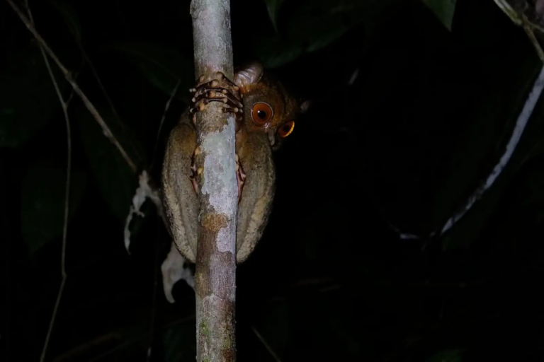 Tarsius Sangihe di Tangkoko National Park, Sulawesi, Indonesia | foto oleh Niek van Son (Flicker CC BY 2.0)