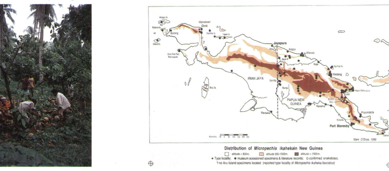 Distribusi ular putih Papua | The emerging syndrome of envenoming by the New Guinea small-eyed snake Micropechis ikaheka oleh Mark O'Shea