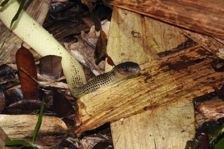 Bisa M. ikaheka terdiri dari kombinasi neurotoksin, hemotoksin, sitotoksin, dan kardiotoksin, sebuah koktail kimia yang bisa menyebabkan gangguan pada sistem saraf, kerusakan jaringan otot, pendarahan internal, dan henti jantung secara bersamaan| Foto oleh Huda Wiradarma, some rights reserved (CC-BY-NC)