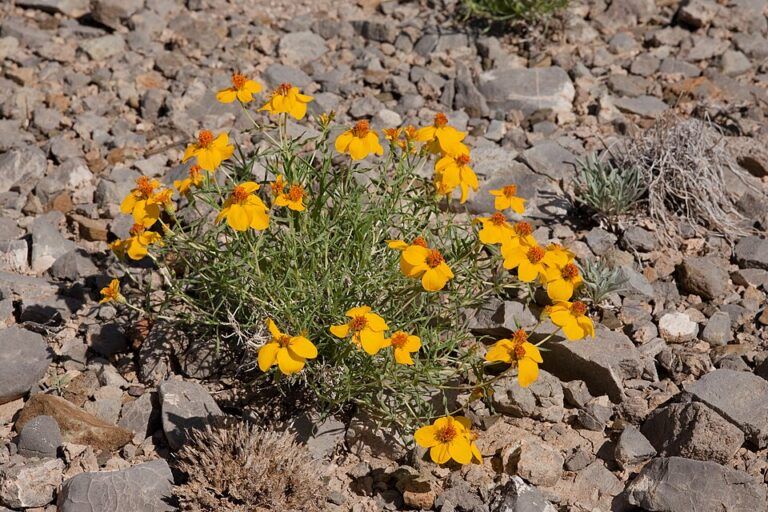 Spesimen Zinnia grandiflora yang didokumentasikan di puncak Pegunungan Fra Cristobal, pada koordinat 33.375° N, 107.089° W, Kabupaten Sierra, New Mexico. Foto diambil pada 19 Agustus 2013 | Wikipedia