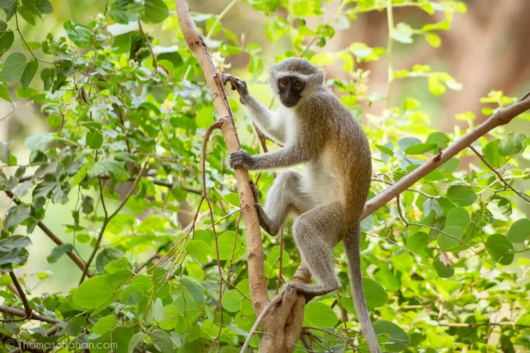 Monyet Vervet (Chlorocebus pygerythrus) adalah jenis monyet Dunia Lama yang berasal dari Afrika. | Thomas Shahan via Animalia CC BY-SA 3.0