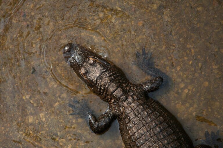 Ilustrasi buaya | Photo by Jen Palmer on Unsplash
