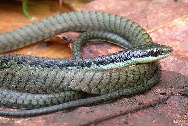 Karmen Elektra jinsiy aloqada Mushukdagi sikning yaqindan surati