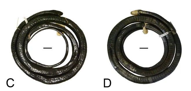 Dendrelaphis anthracina, dinamai berdasarkan kata Latin untuk “hitam arang”. Spesies baru ini memiliki panjang tubuh hingga 142 cm, dengan warna hitam mengkilap, mata berwarna hitam, dan dagu putih mencolok | Foto oleh Fred Kraus