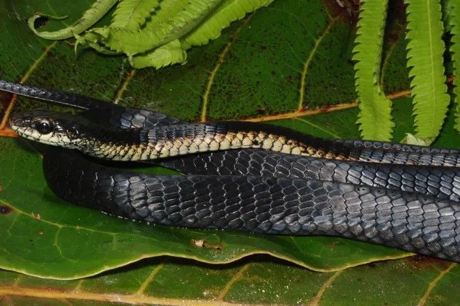 Onlayn porno tomosha qiling Orqa tomondan jinsiy aloqada bolgan qiz